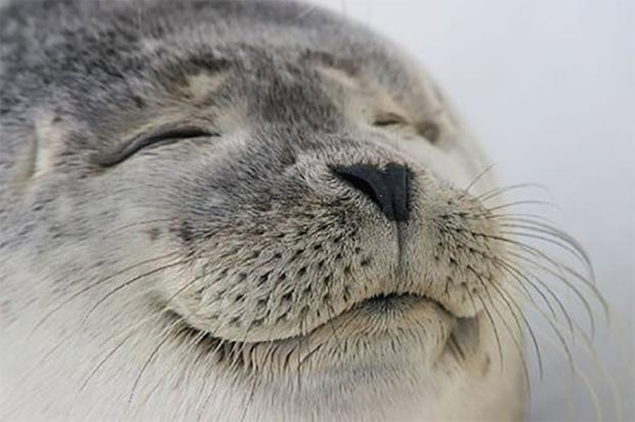 Seal of Approval meme template