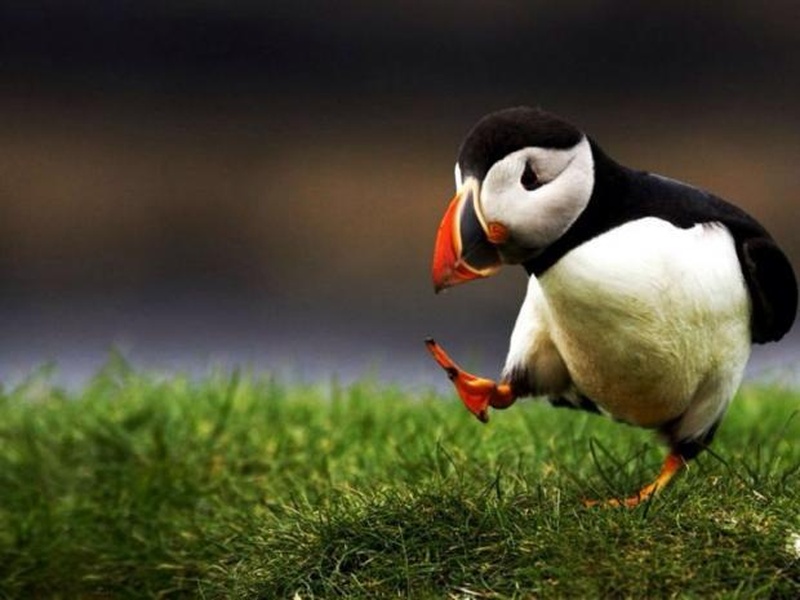 Unpopular opinion puffin blank meme template